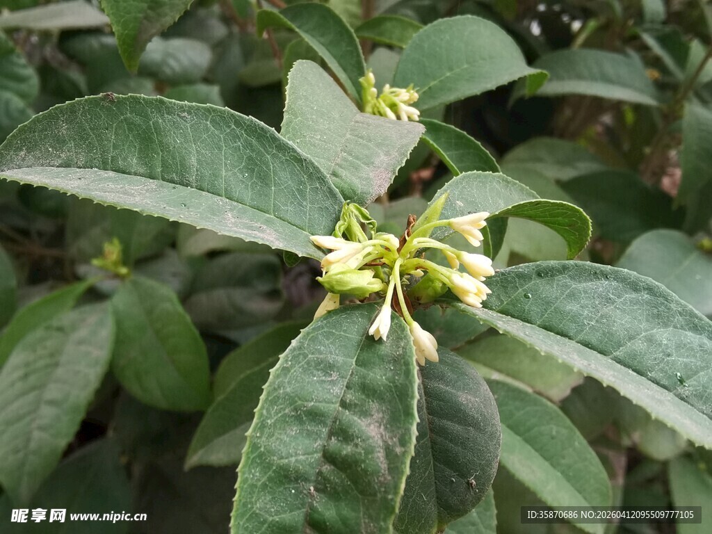 绿叶间的黄色小花