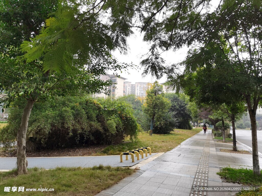 城市中静谧的林荫步道