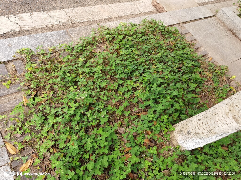 地面缝隙中生长的绿色植物