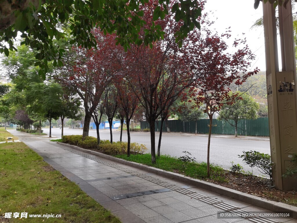 雨后林荫小道清新景致