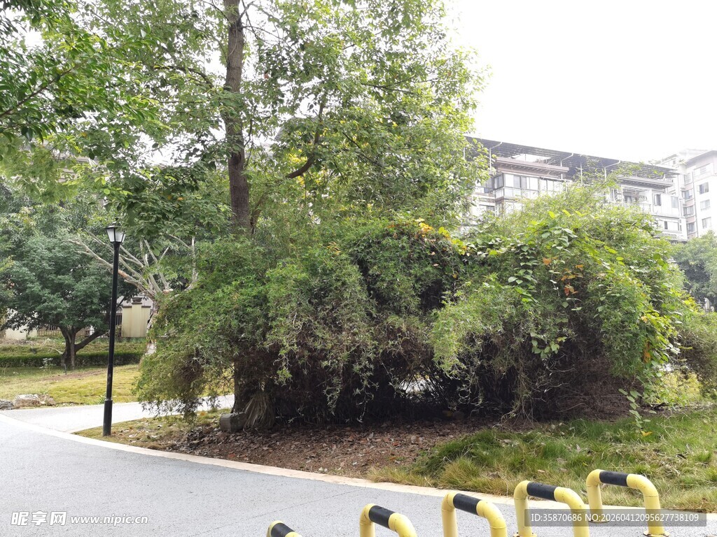 路边葱郁绿植景观