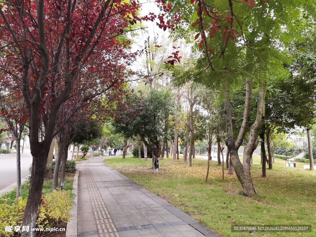 春日林荫小道美景