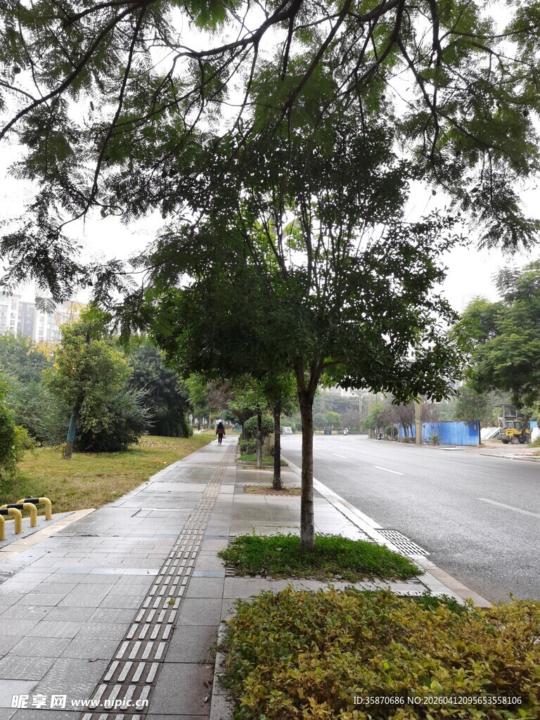 城市街道旁的绿树与步道