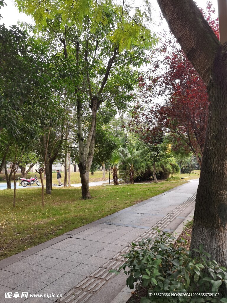 公园林荫小道风景