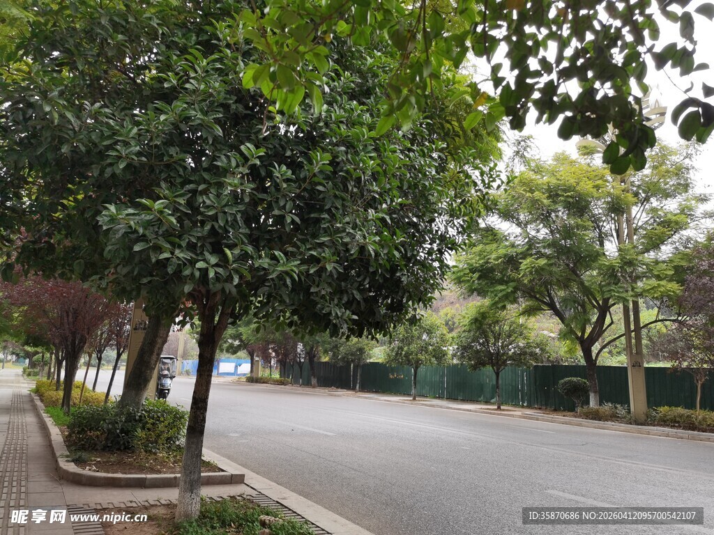城市林荫道路风景
