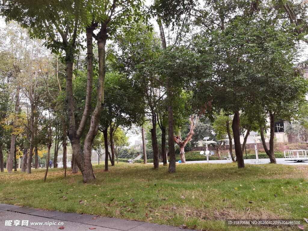 城市公园中的树木与草地