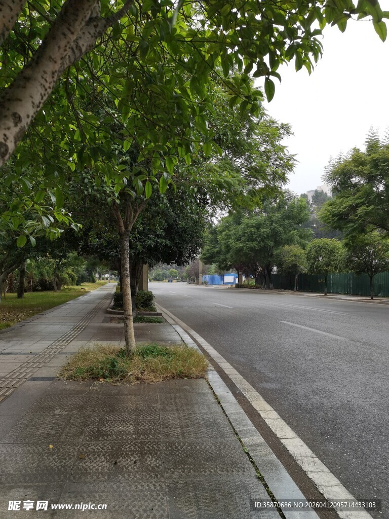 雨后静谧街道绿树相伴