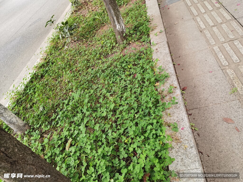 路边绿意盎然的丛生小草