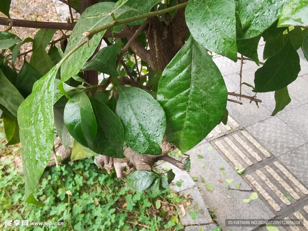 绿叶繁茂的植物景观
