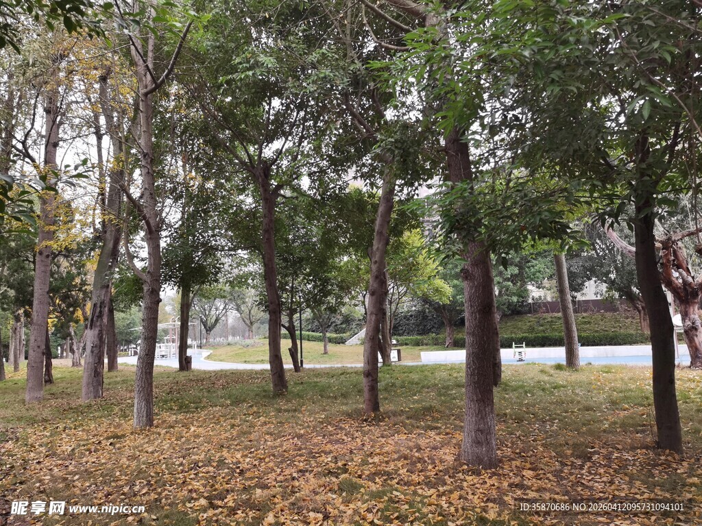 秋日公园树林落叶景致