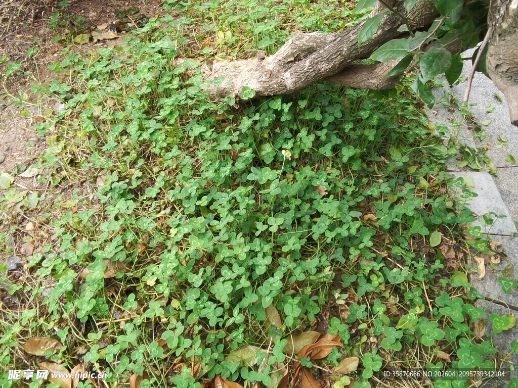 地面繁茂的绿色蔓生植物