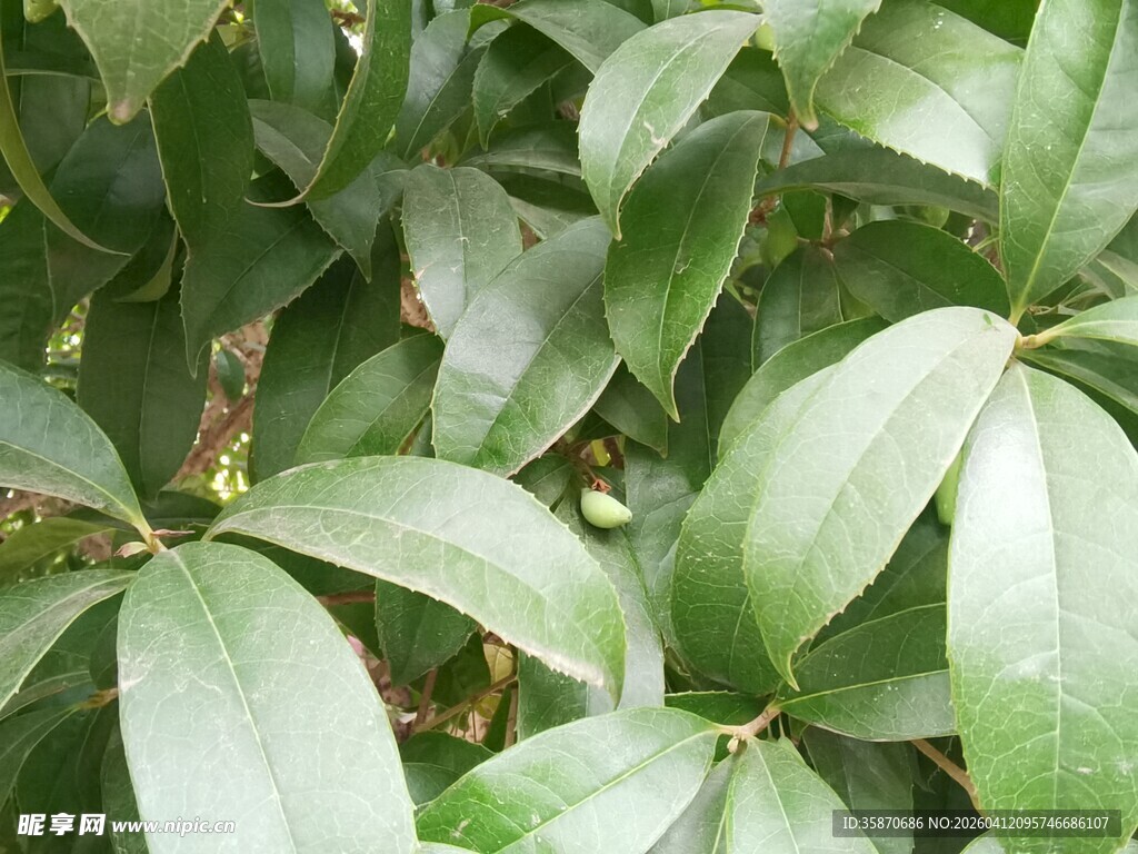 绿叶繁茂的植物特写