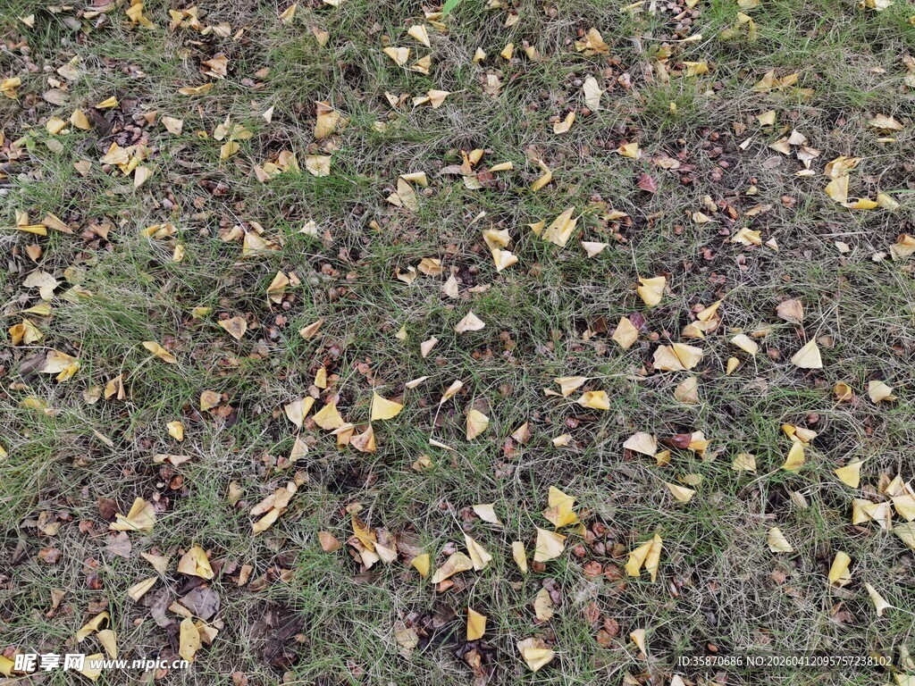 地面散落的枯黄落叶