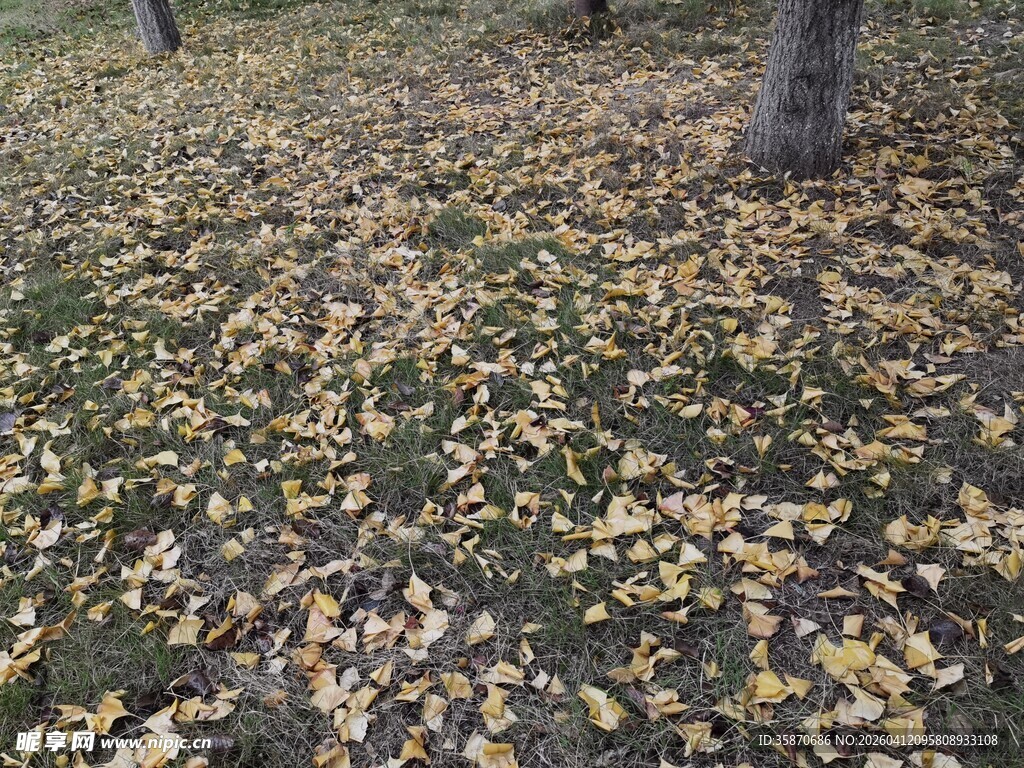秋日落叶铺满地的景致