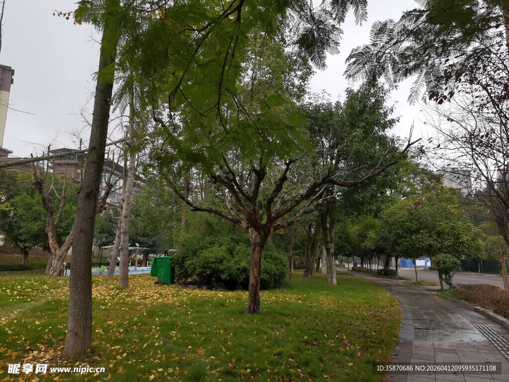 雨后公园林荫小径景象