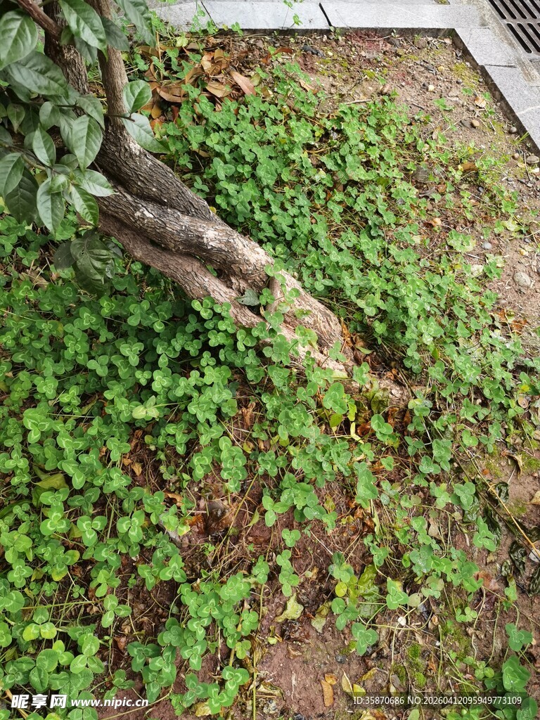 地面绿植与树根景象