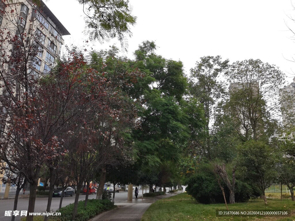 城市街边绿树景观