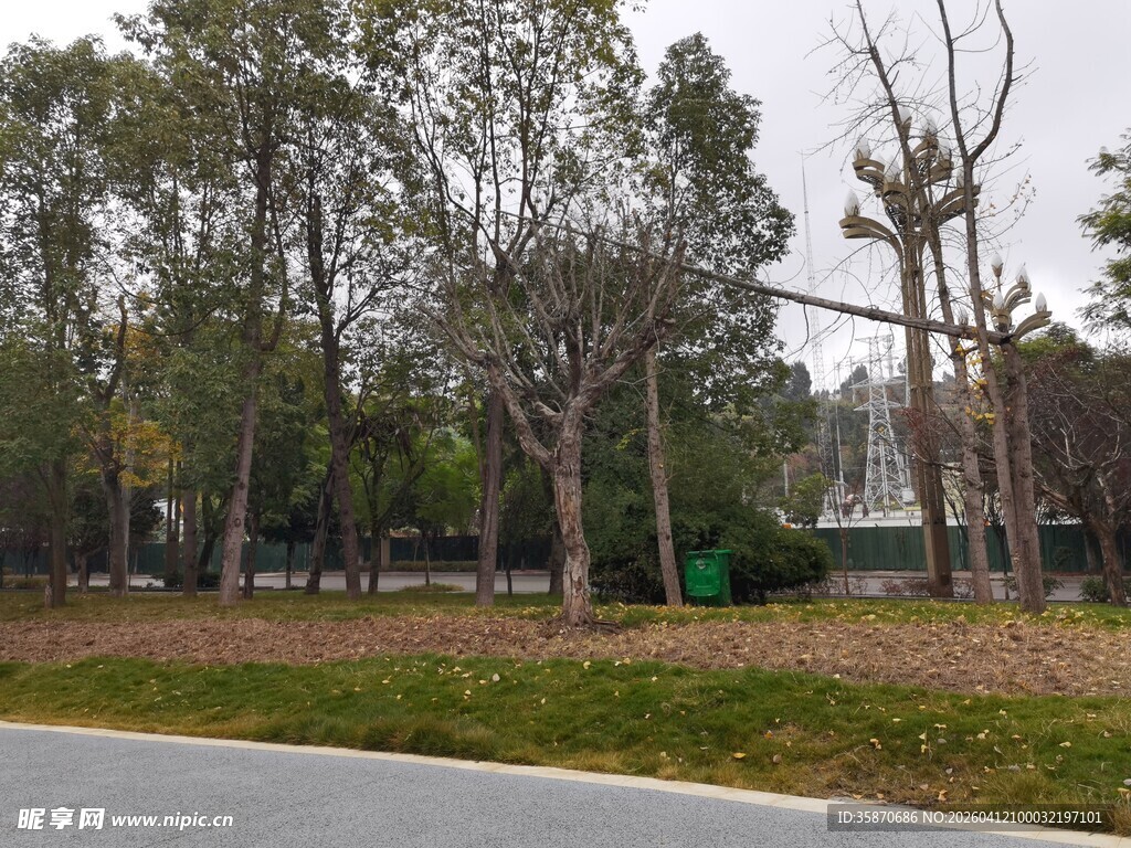 路边树林景观
