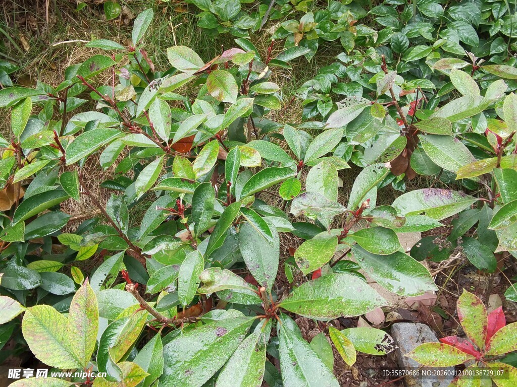绿叶茂盛的植物景观