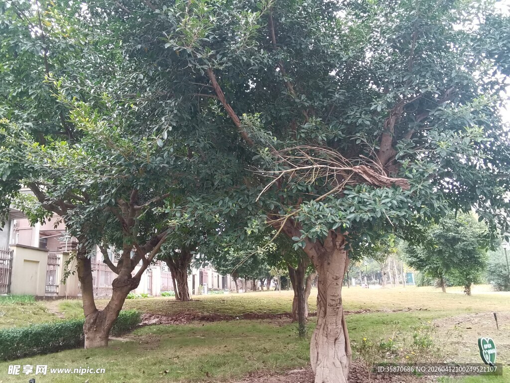 公园中的葱郁树木