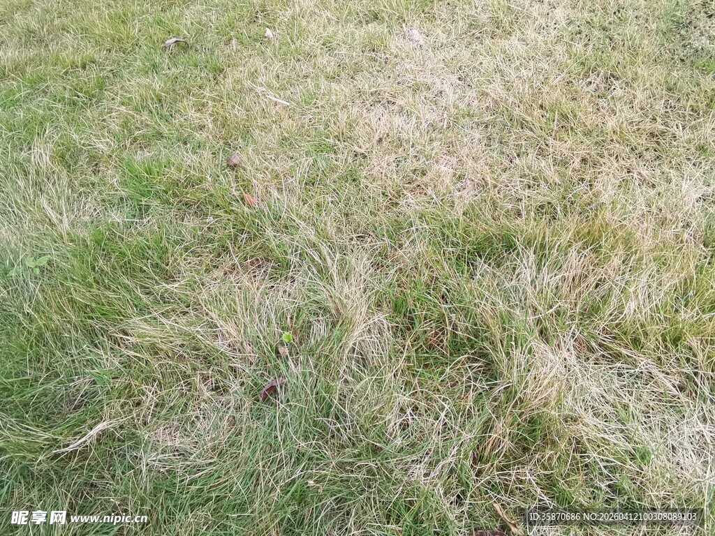枯黄与翠绿交织的草地