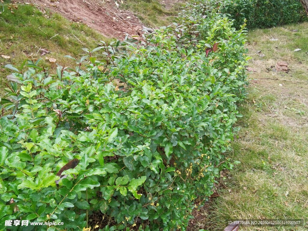 翠绿繁茂的户外灌木景观