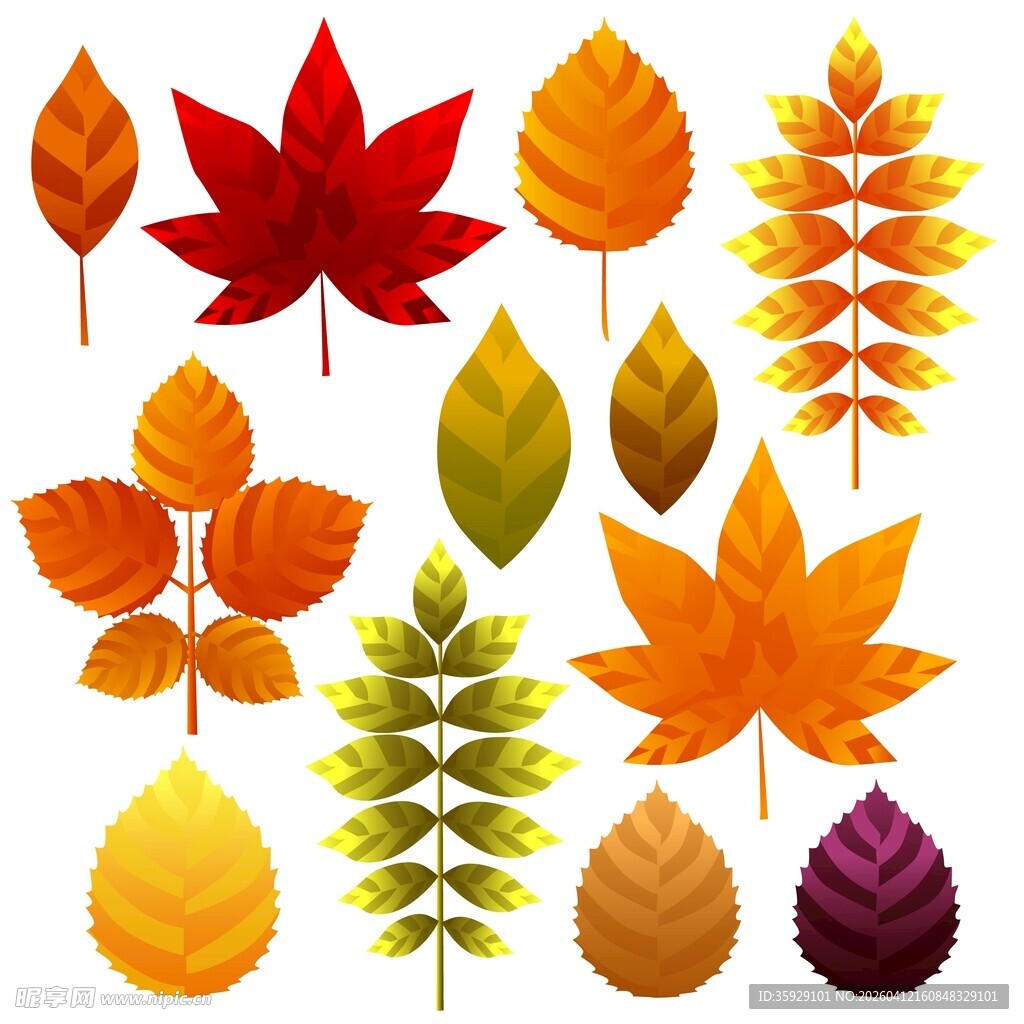 秋日叶片素材