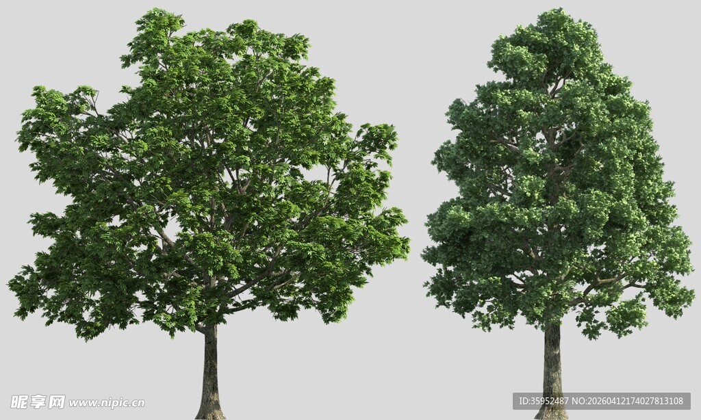 psd分层真实树木