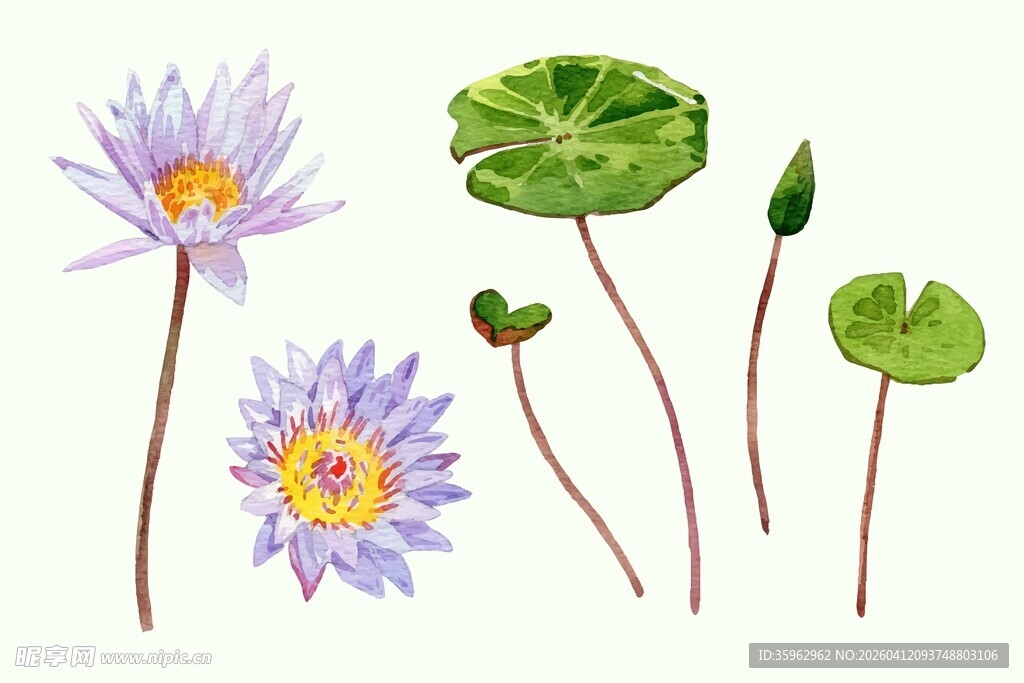 水彩睡莲素材