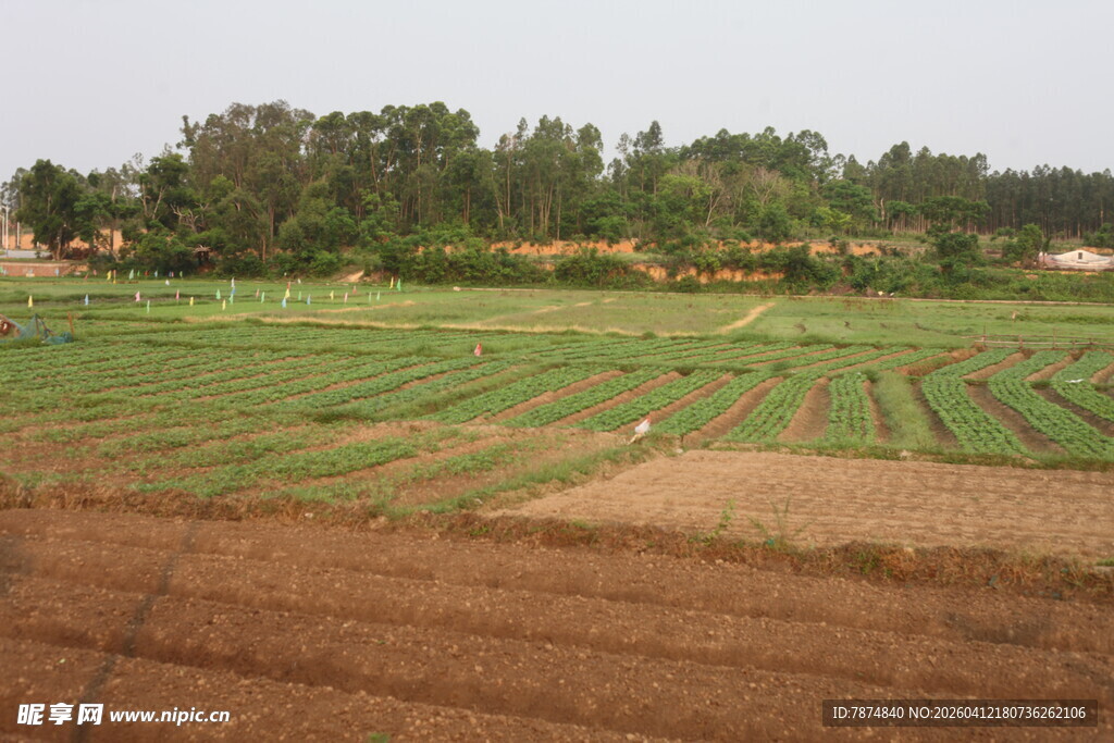 湛江田野农田景观