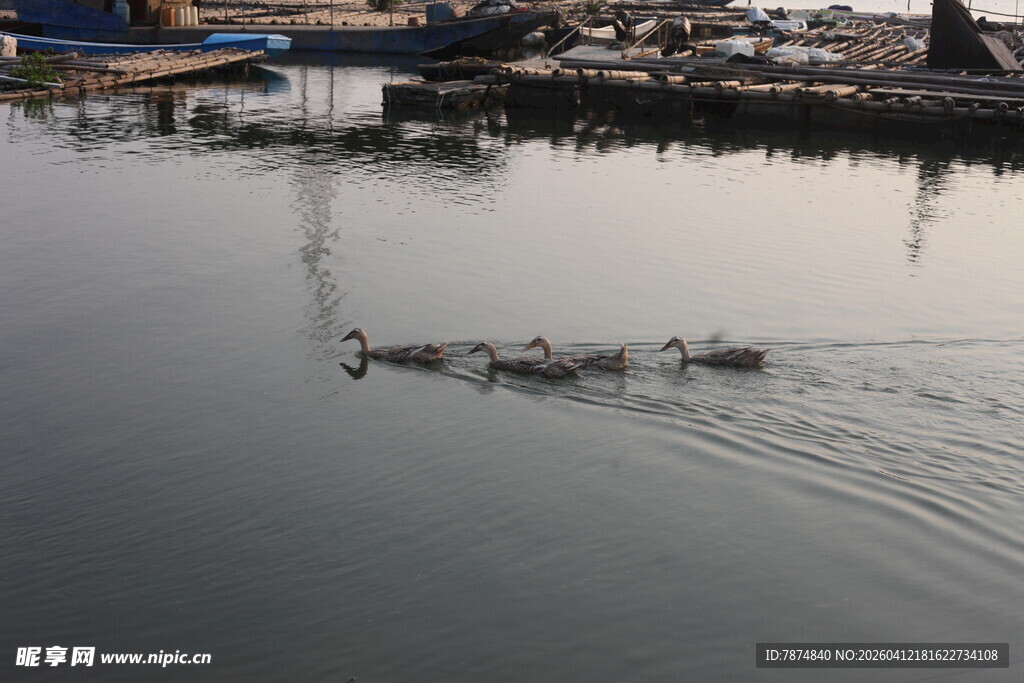 湛江水面上鹅群悠然前行