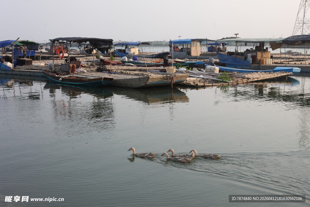 湛江渔村港湾船只与游水鸭子