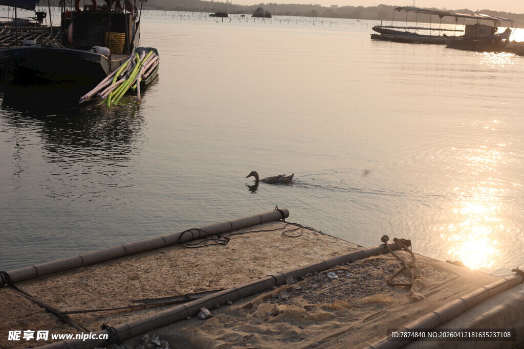 湛江夕阳下码头边的悠闲水鸟