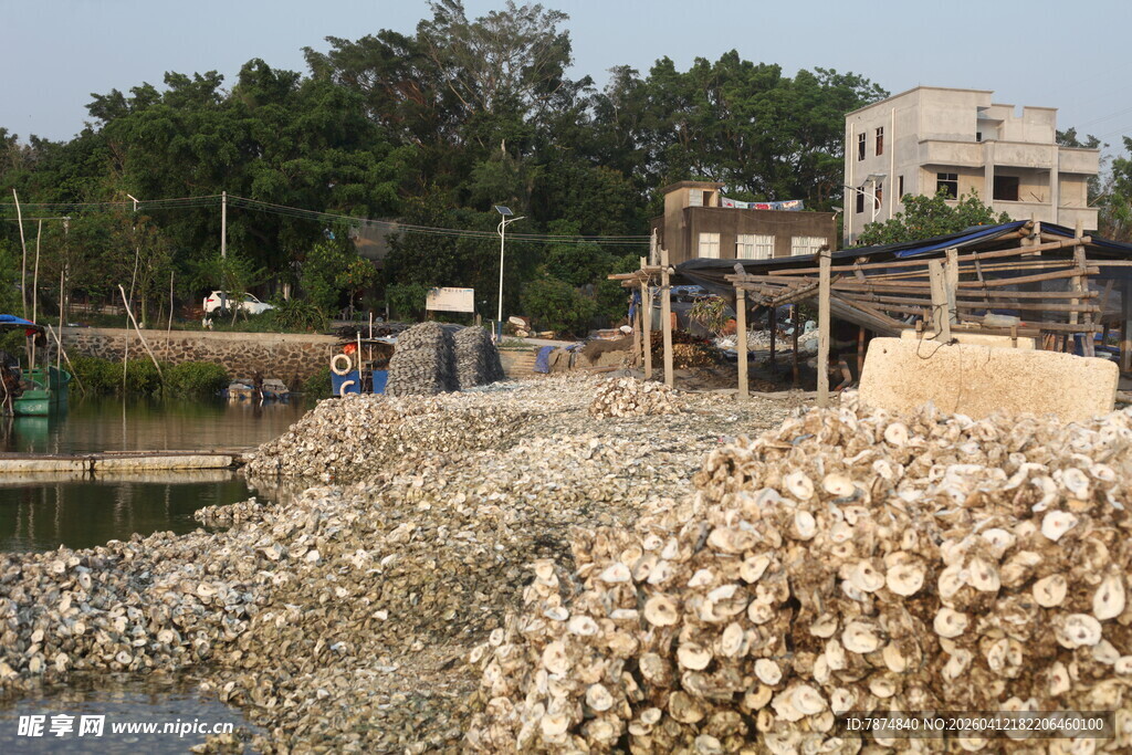 湛江河边堆积的大量贝壳废料