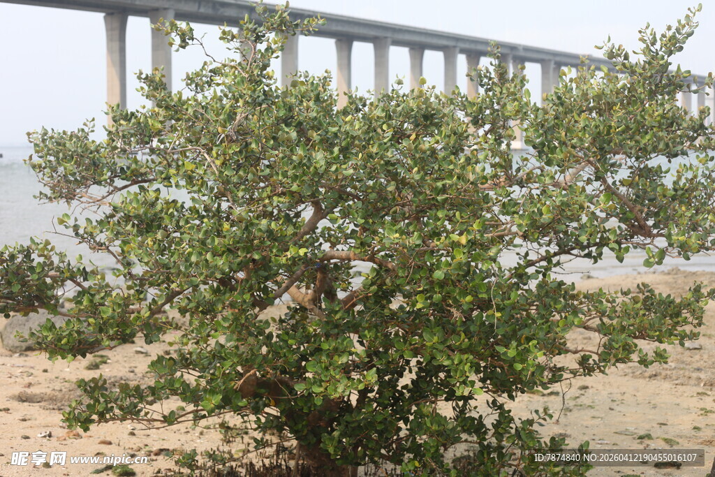 湛江岸边绿树与远处桥梁景观