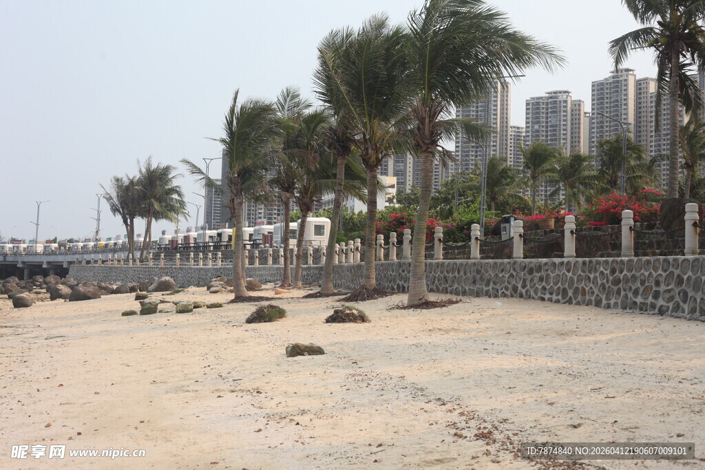 湛江海滨沙滩旁的挺拔棕榈树