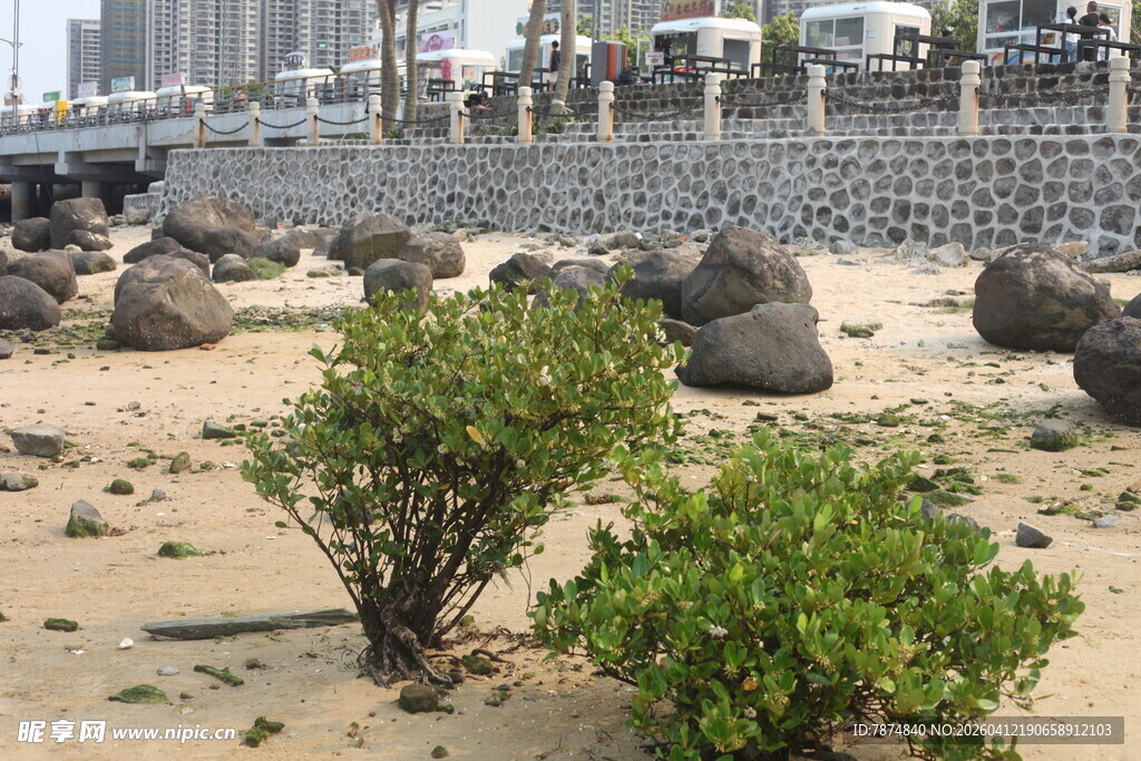 湛江海边沙地上的绿植景观