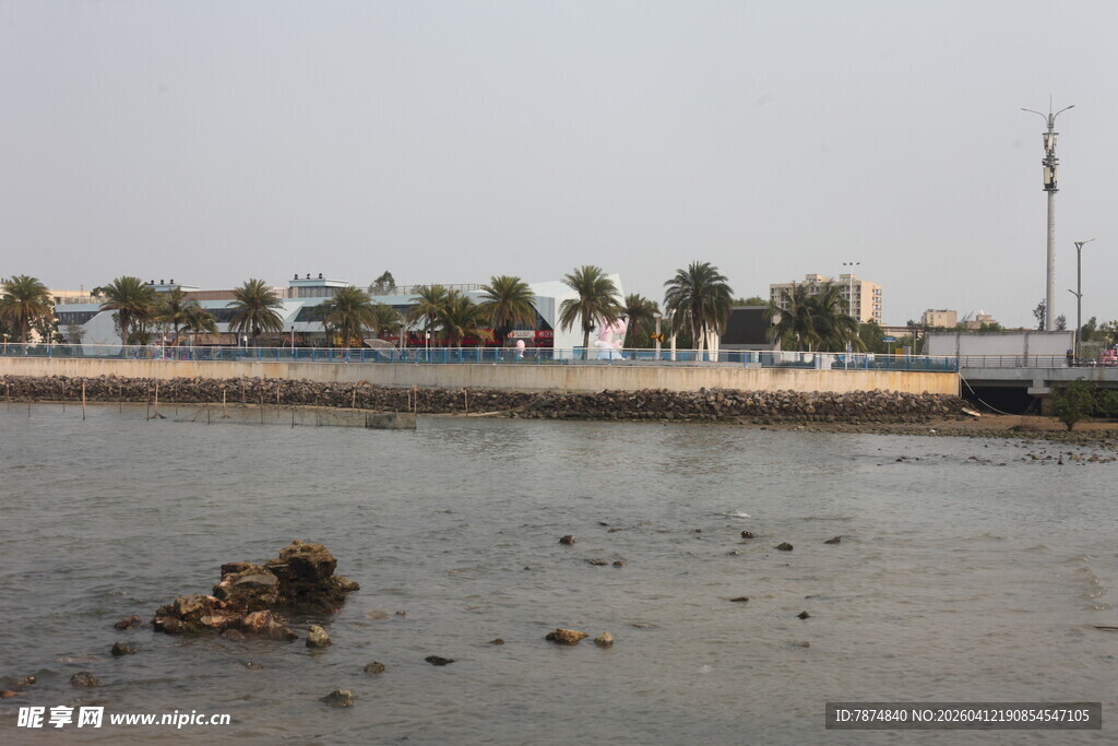 湛江海滨风光 岸边棕榈树景色