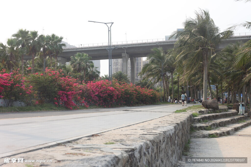 湛江海滨公路旁的繁花绿树