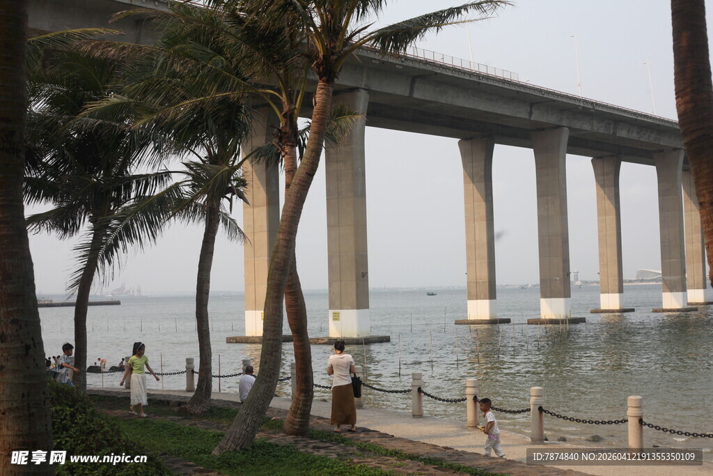 湛江海滨大桥旁的椰树风景