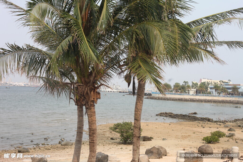 湛江海边椰树风景图