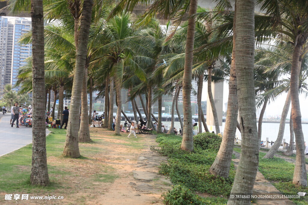 湛江海边椰林小道风景