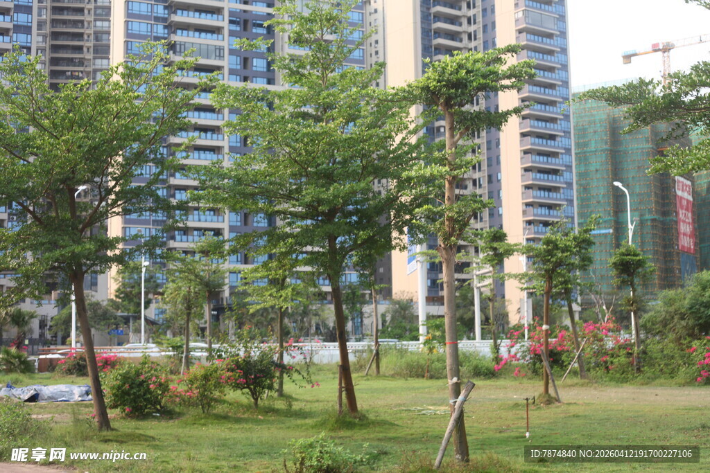 湛江城市中的绿意园林景观