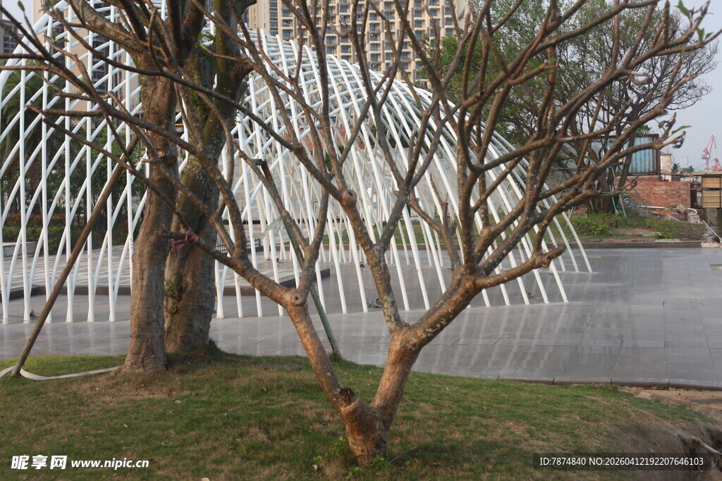 湛江枯树旁的现代建筑景观