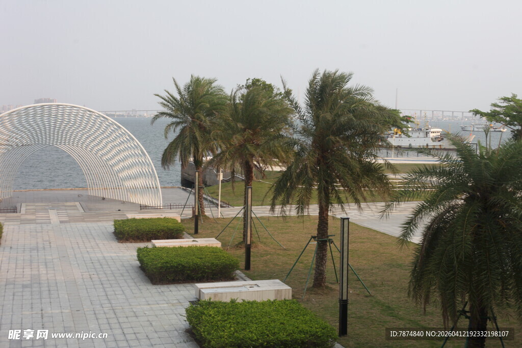 湛江海滨广场的棕榈树景观