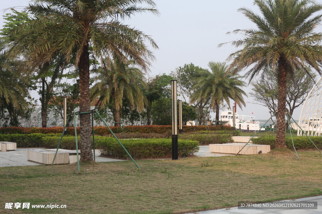 湛江户外棕榈树景观