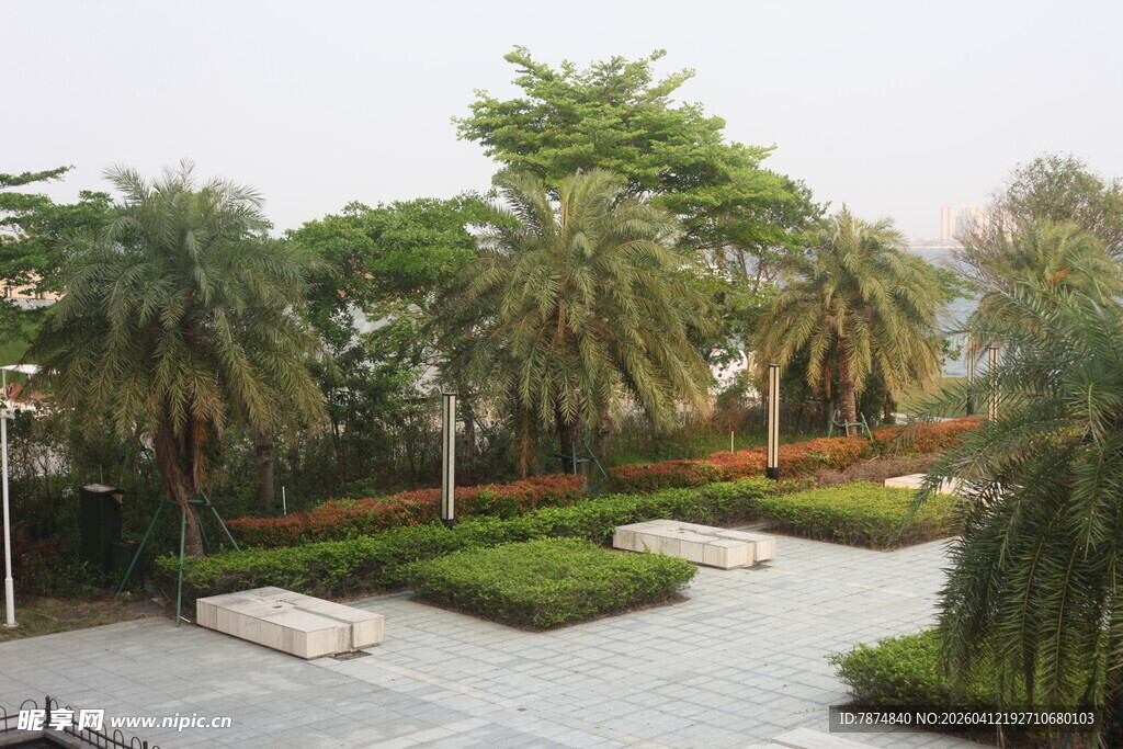 湛江园林景观中的棕榈树与绿地