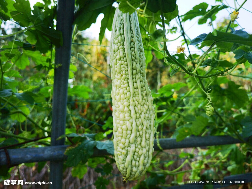 藤蔓上的苦瓜