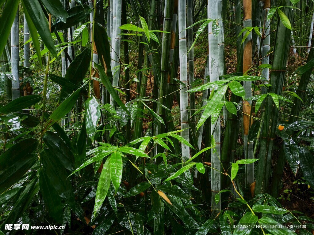 翠绿竹林