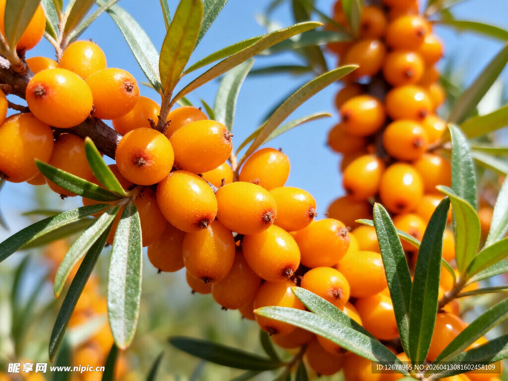 饱满沙棘果挂满枝头